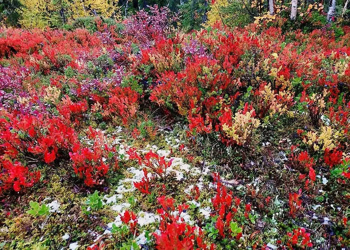 A Unique Arctic Retreat By Dg Lomailu * Enontekiö